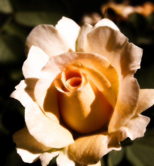 May 20- Rose