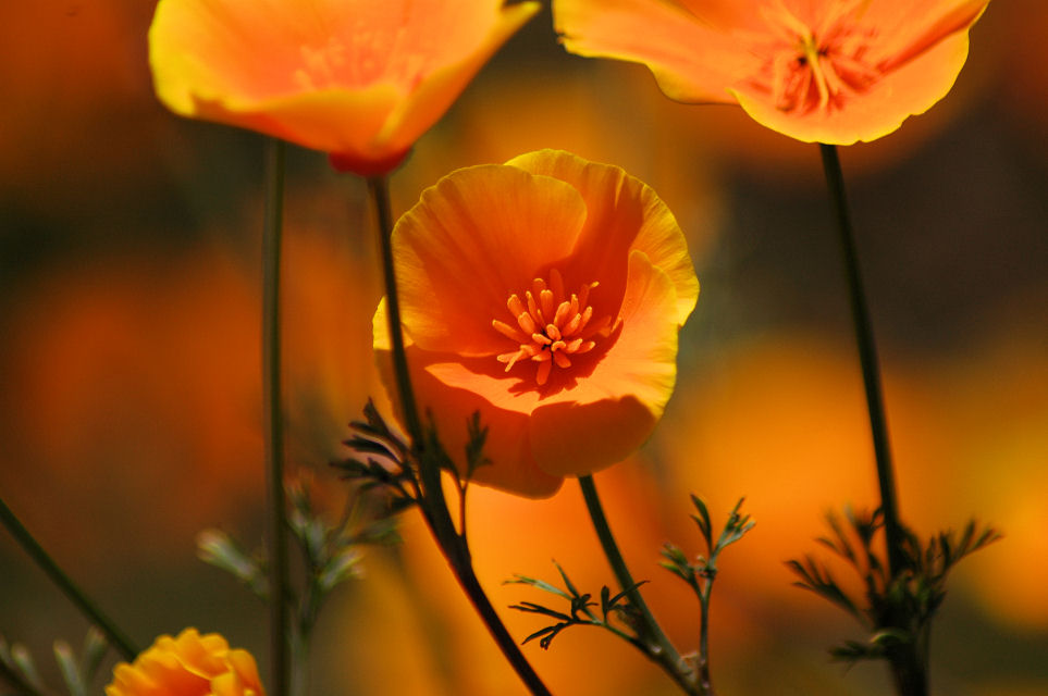 Poppy