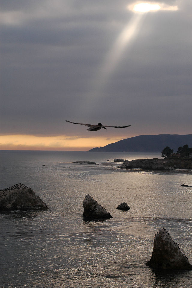 August 5- Pelican Sunset