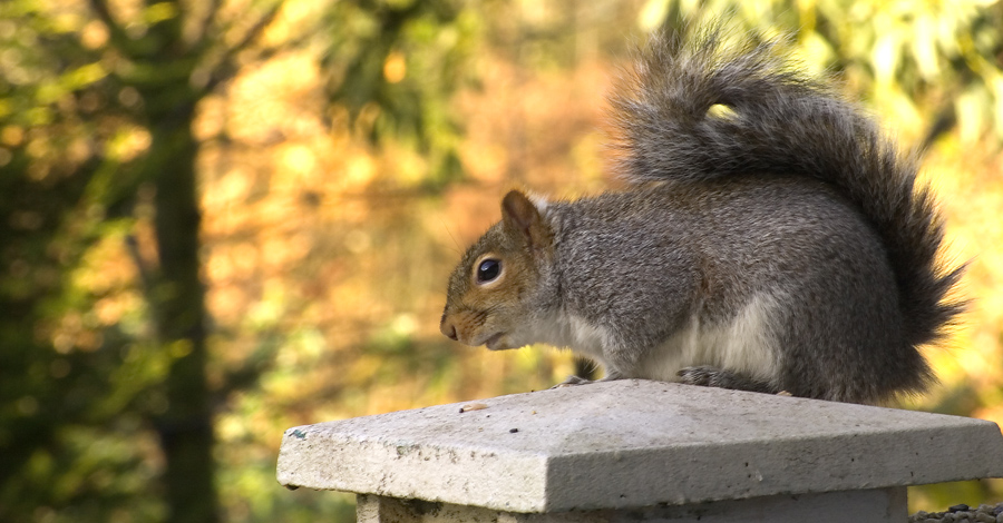 Grey Squirrel