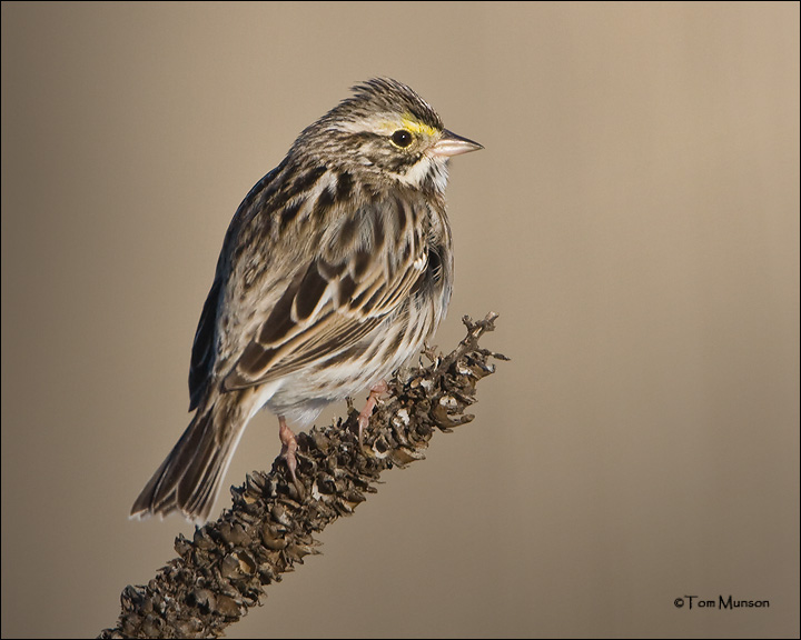  Savannah Sparrow