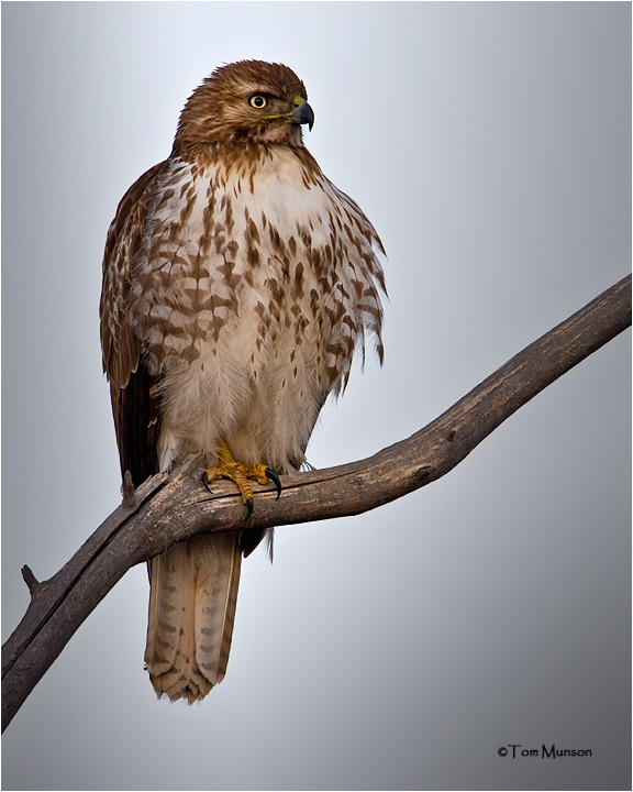  Red-tailed Hawk