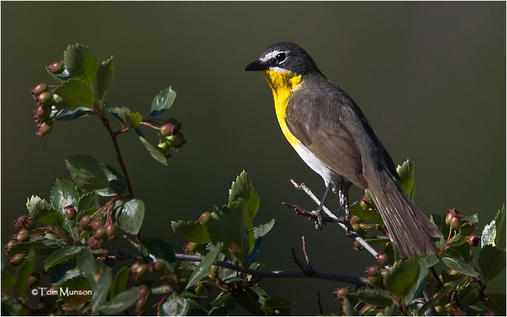 Yellow-breasted Chat