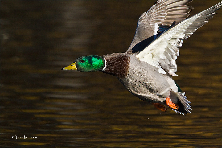 Mallard