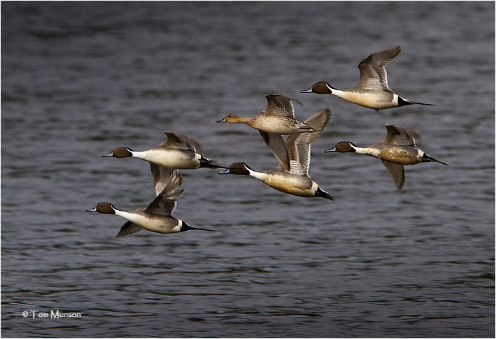  Northern Pintails