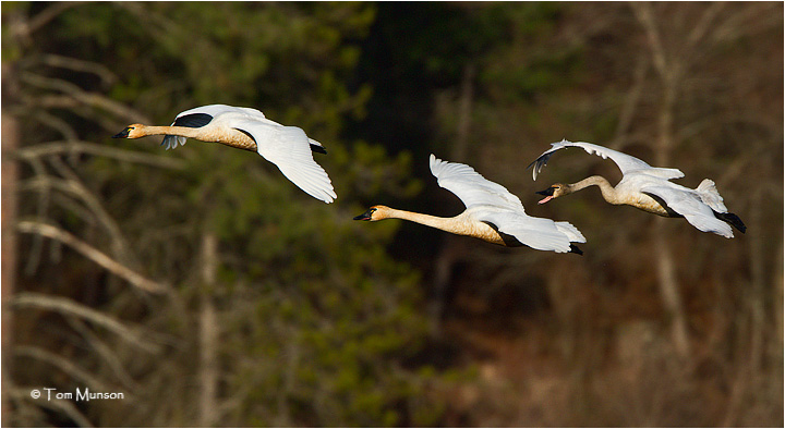 Tundra Swans