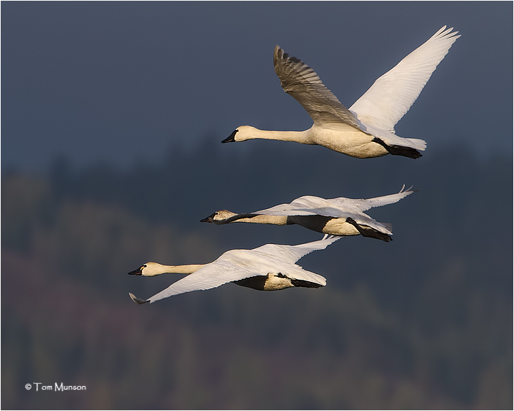 Tundra Swans