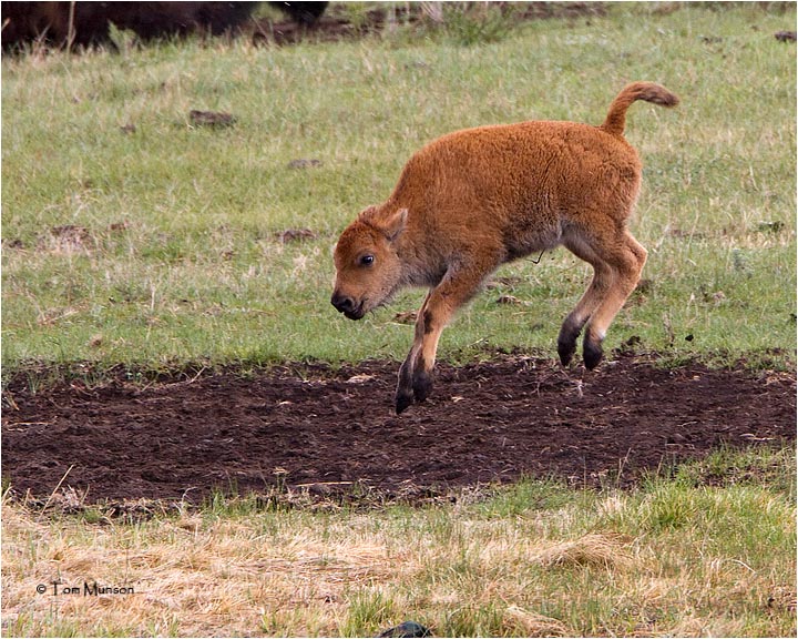  Ameican Bison  (calf or Red Dog)