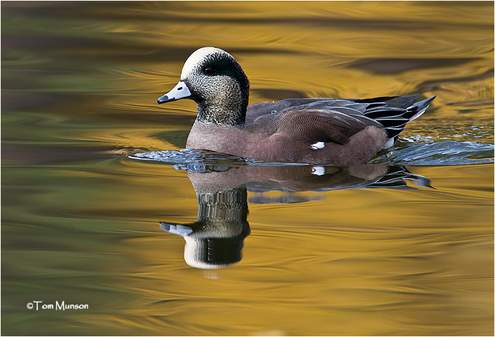  American Wigeon  (drake)