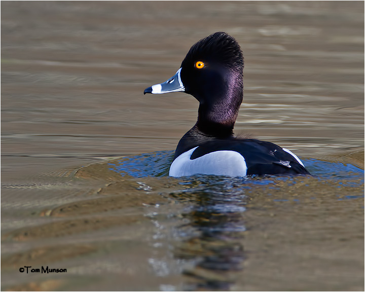  Ring-necked Duck