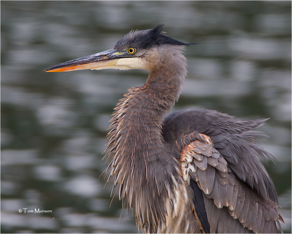  Great Blue Heron 