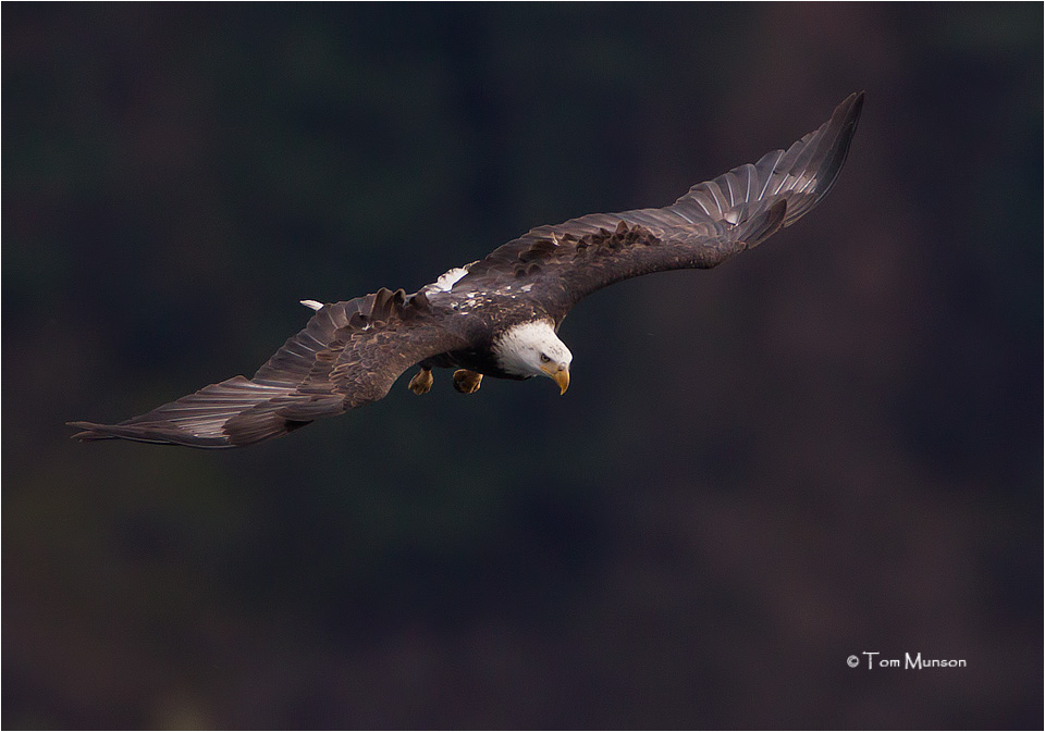 Bald Eagle 