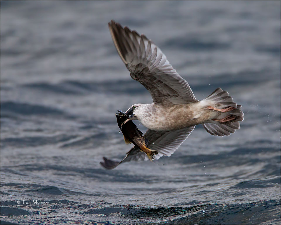  Herring Gull 