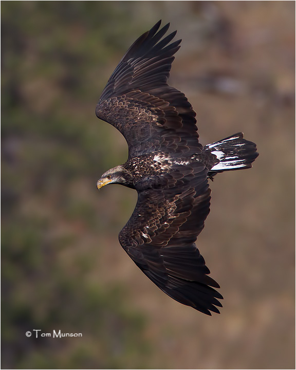  Bald Eagle  (juvenile)