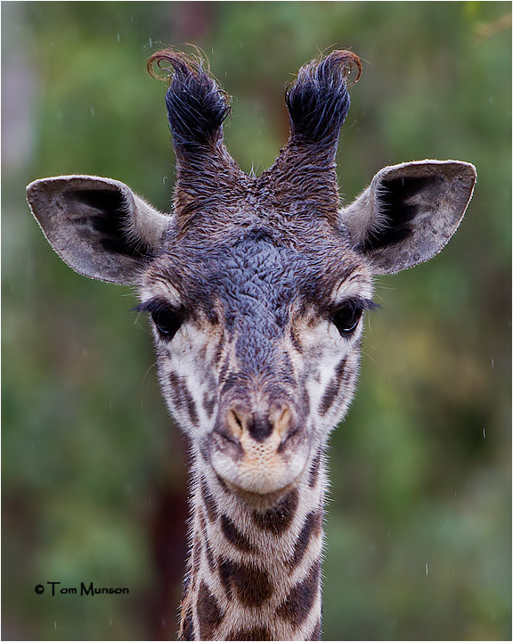 ( A rainy day) Giraffe 