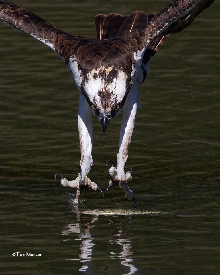 Osprey