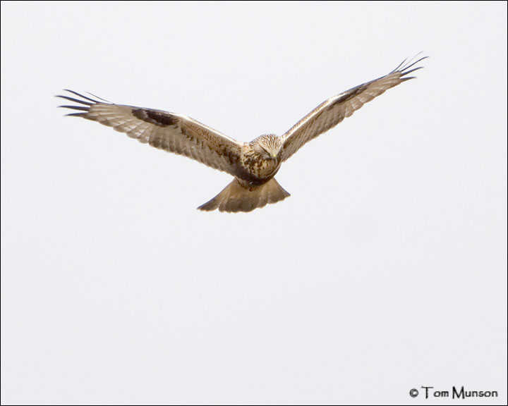 Rough-legged Hawk