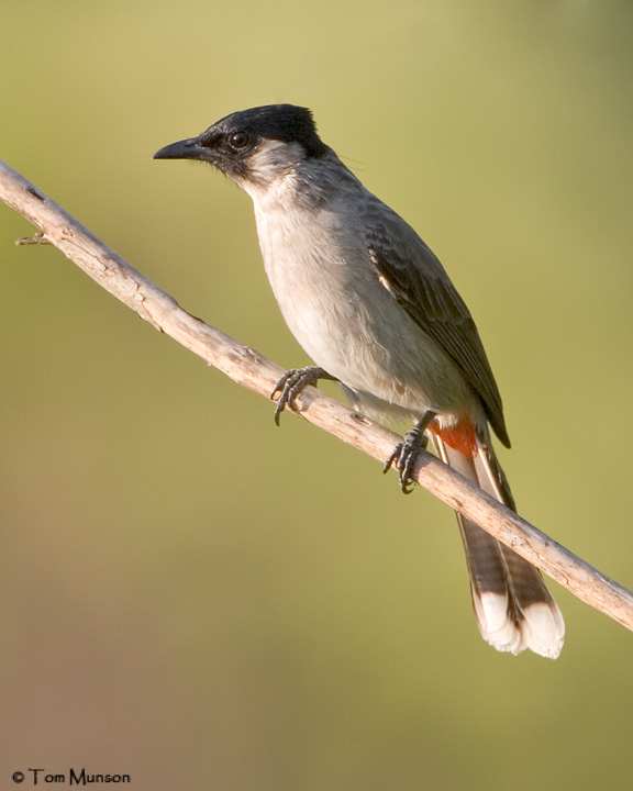 Sooty-headed Bulbul
