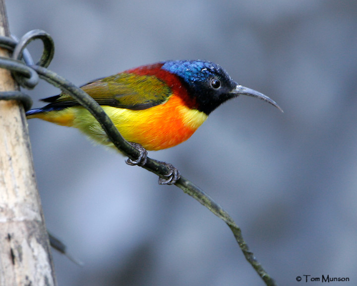 Green-tailed Sunbird