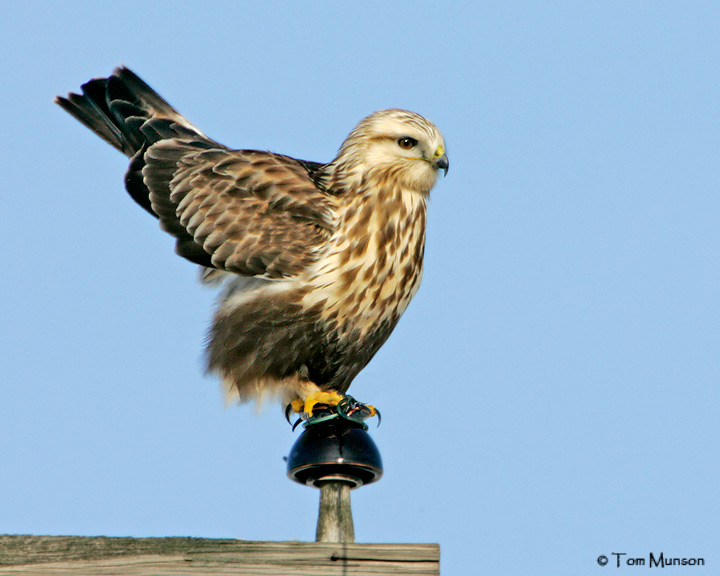 Rough-legged Hawk