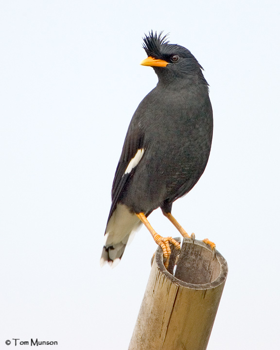 White-vented Myna