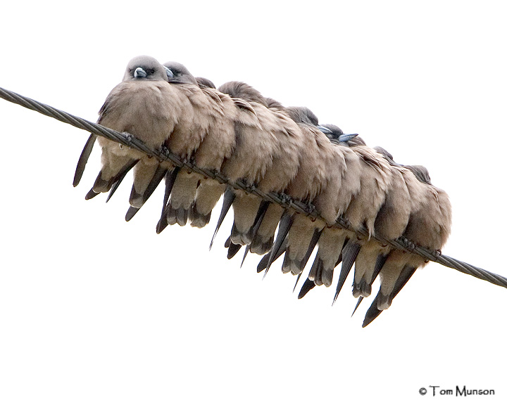 Ashy Wood-swallows  (keeping warm)