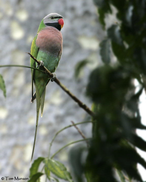 Red-breasted Parakeet