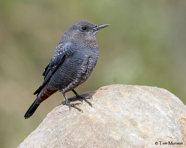 Blue Rock-Thrush