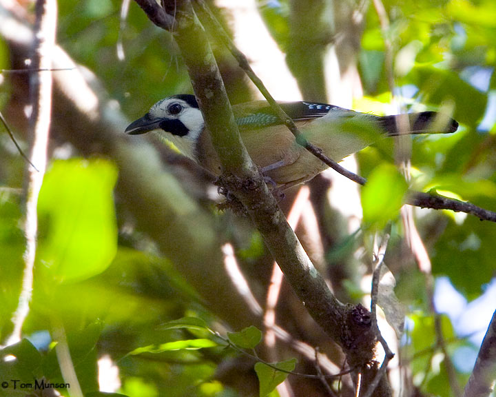 Eurasian Jay