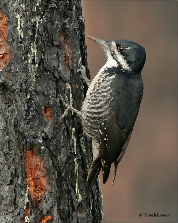 Black-backed Woodpecker  (female)