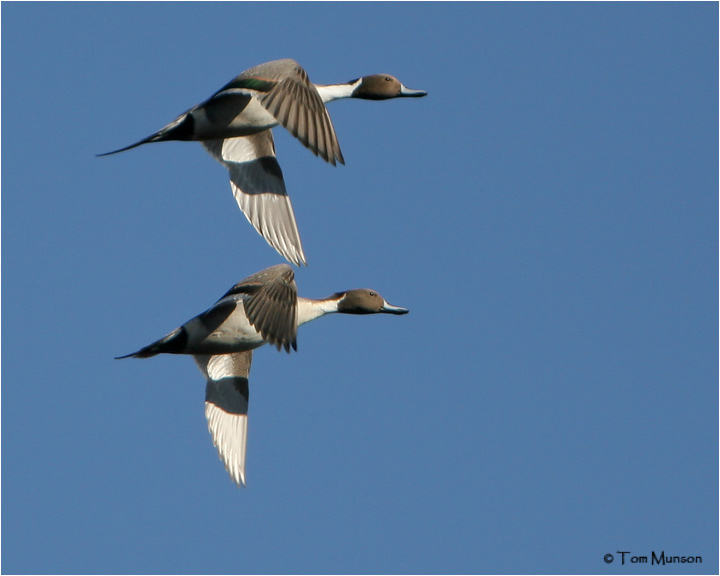 Northern Pintail