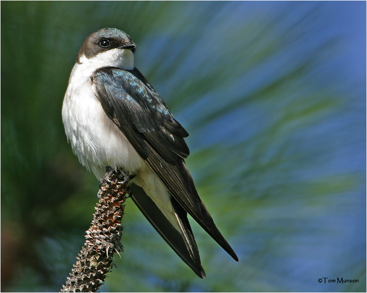 Tree Swallow