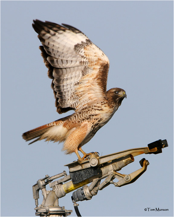 Red-tailed Hawk