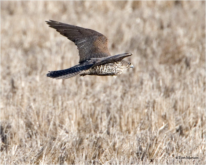 Gyrfalcon