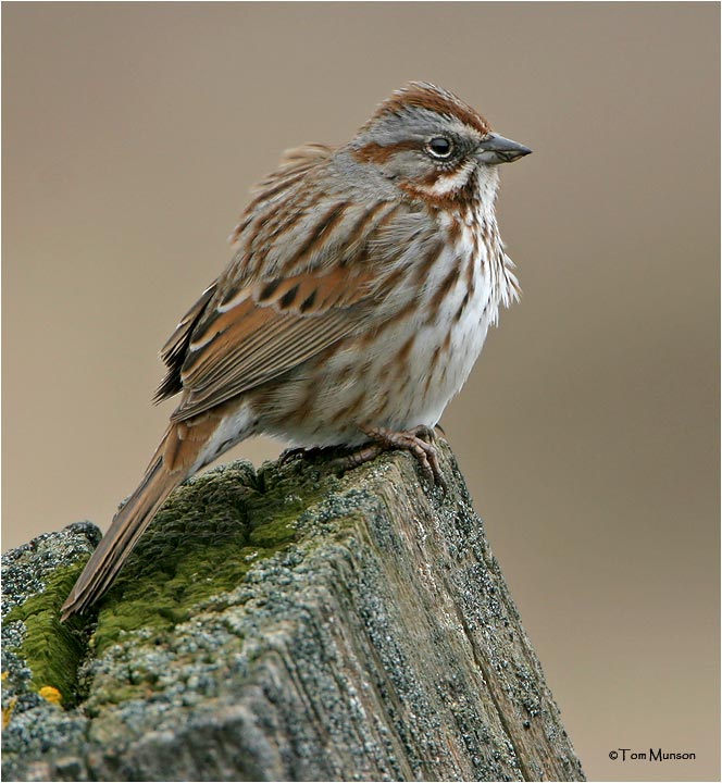 Song Sparrow