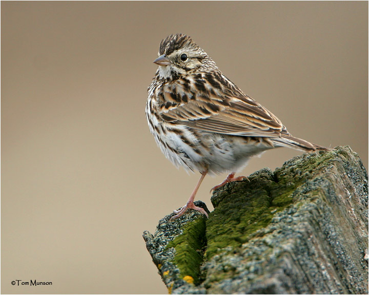 Savannah Sparrow