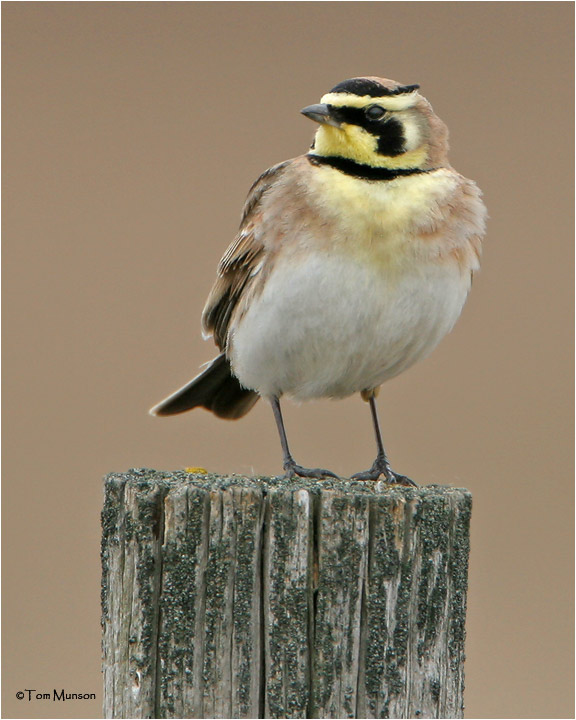 Horned Lark