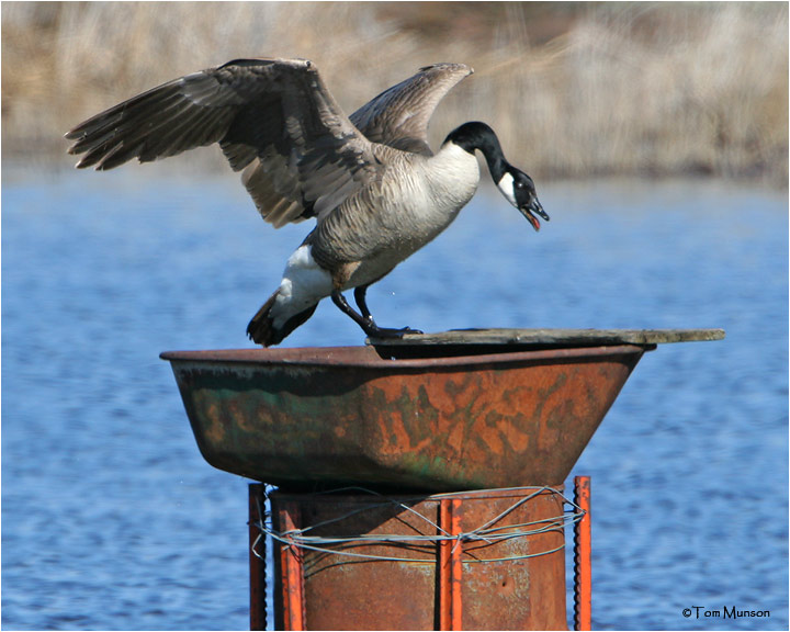 Canada Goose