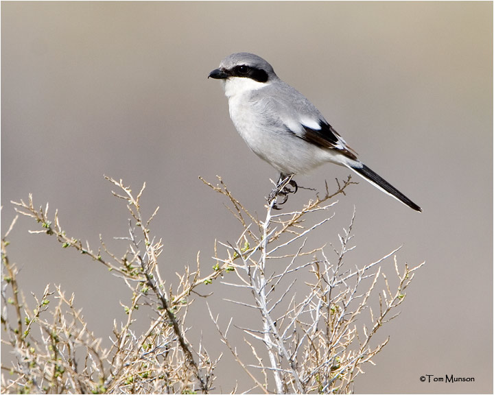 Loggerhead  Shrike