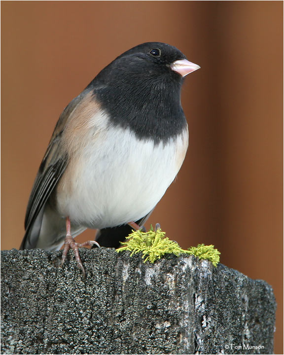 Dark-eyed Junco