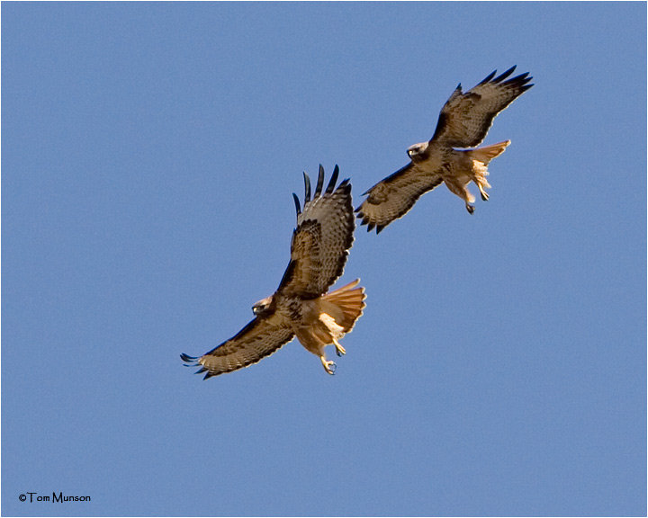 Red-tailed Hawk