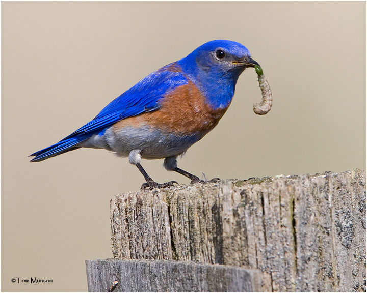 Wesrten Bluebird  (male)