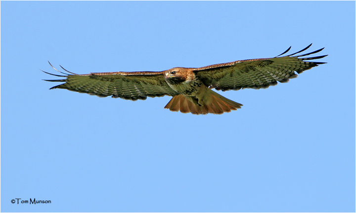 Red-tailed Hawk