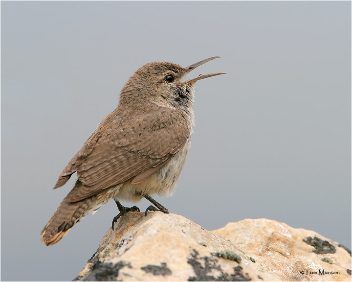 Rock Wren