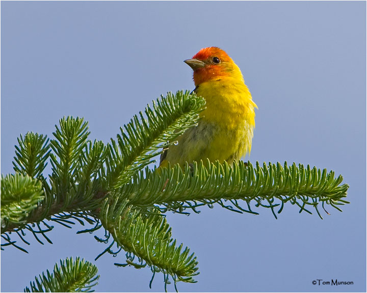 Western Tanager