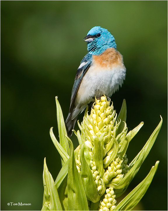 Lazuli Bunting