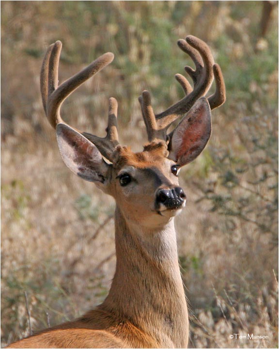 White tailed Deer