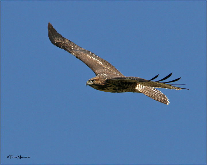 Red-tailed Hawk