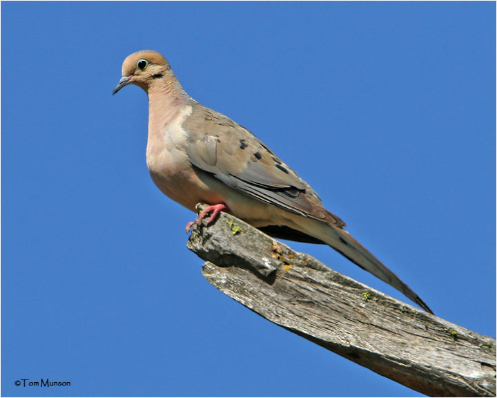 Mourning Dove