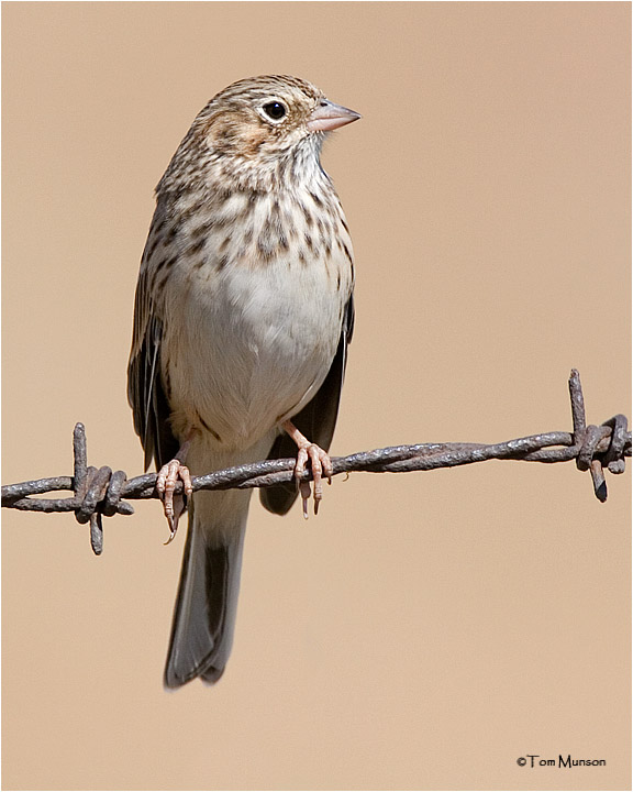 Vesper Sparrow